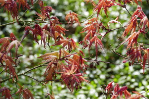 Acer palmatum  Kasasgi Yama             